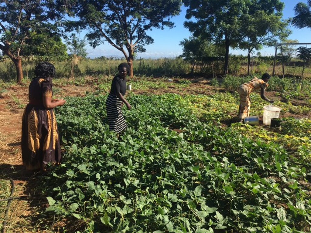Tag der Erde: Klimawandel und Umweltschäden in Malawi und der Einsatz des DREAM-Programms für eine Beseitigung der Schäden